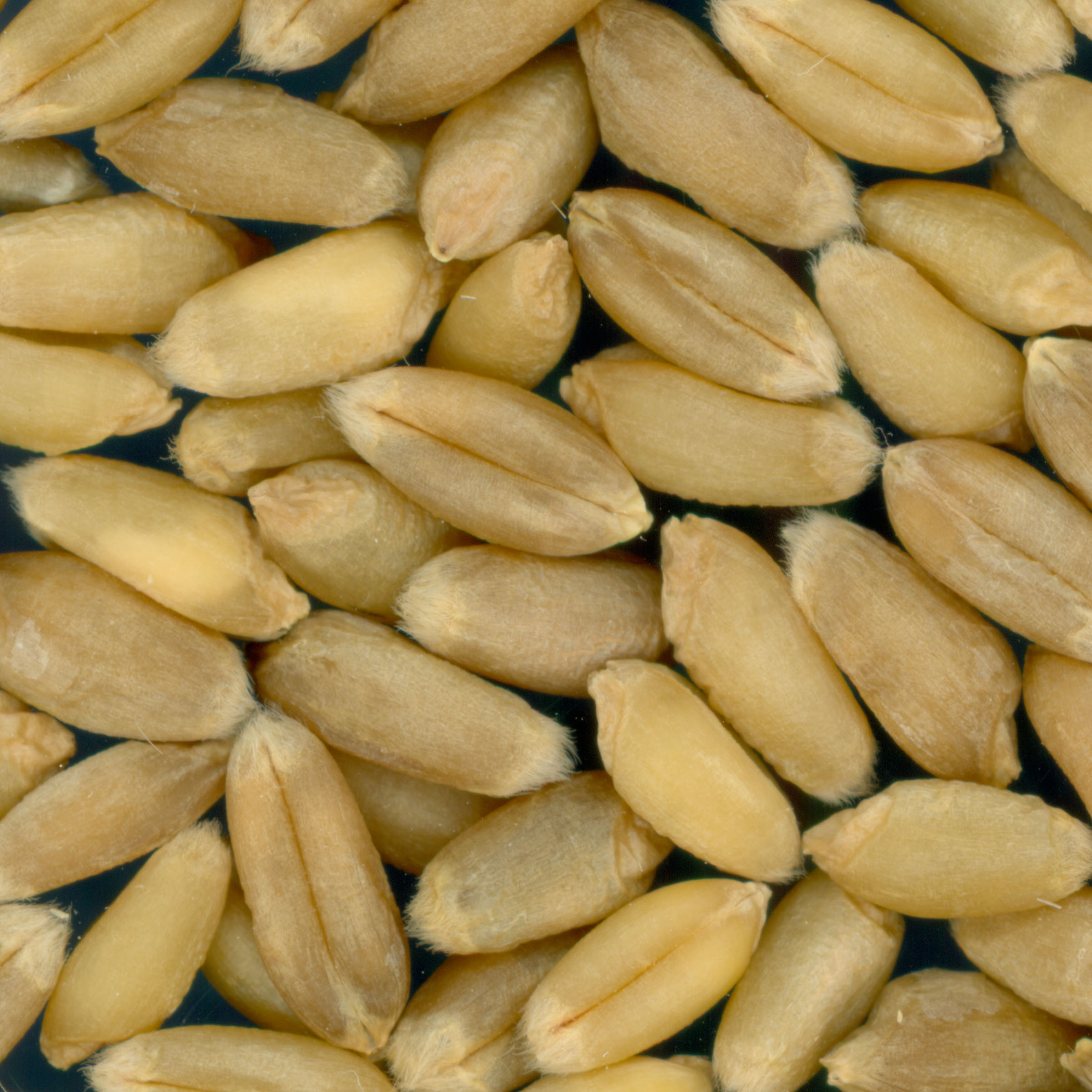 Click for 4 image(s) for this accession. KERNELS